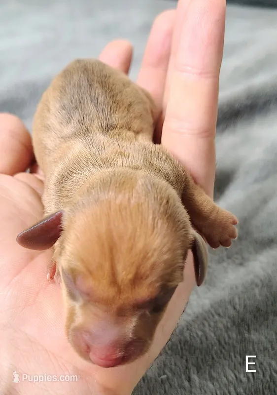 Eliza – Miniature Dachshund puppy for sale in Dover, OH