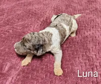 Luna, a female Poodle - Multi-Colored Standard for sale in Dover, OH – 3 of 6