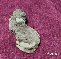 Azura, a female Poodle - Multi-Colored Standard for sale in Dover, OH – 3 of 4