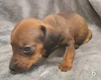 Brittany, a female Miniature Dachshund for sale in Dover, OH – 3 of 5