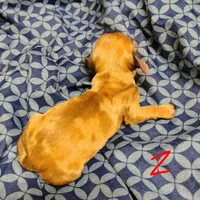Redd, a male Miniature Dachshund for sale in Dover, OH – 5 of 5
