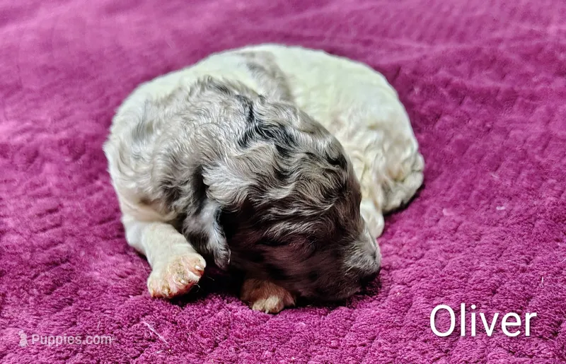 Oliver – Poodle - Multi-Colored Standard puppy for sale in Dover, OH