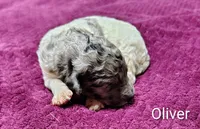 Oliver, a male Poodle - Multi-Colored Standard for sale in Dover, OH – 1 of 5