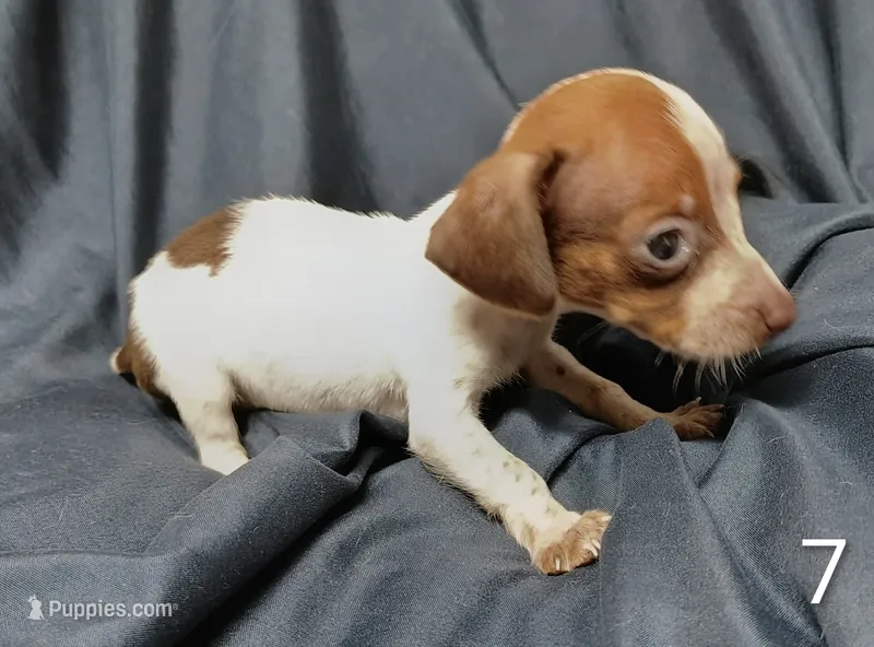 Franny – Miniature Dachshund puppy for sale in Dover, OH