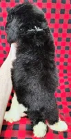 Zion, a male Poodle - Multi-Colored Standard for sale in Dover, OH – 5 of 5