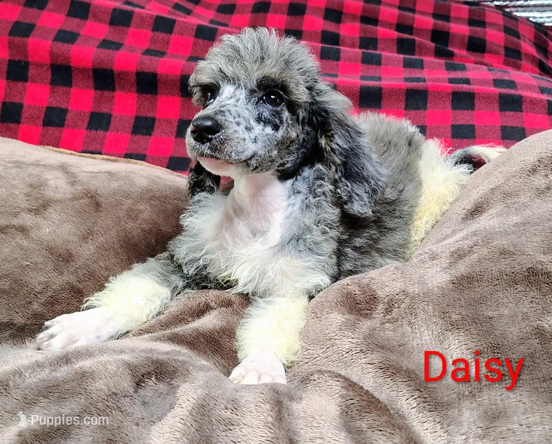 Daisy – Poodle - Multi-Colored Standard puppy for sale in Dover, OH