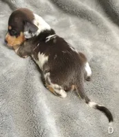 Diamond, a female Miniature Dachshund for sale in Dover, OH – 6 of 8