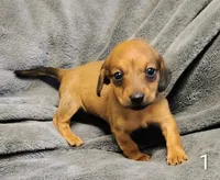 Pablo, a male Miniature Dachshund for sale in Dover, OH – 2 of 4