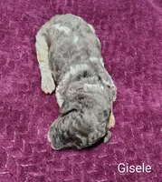 Gisele, a female Poodle - Multi-Colored Standard for sale in Dover, OH – 2 of 4