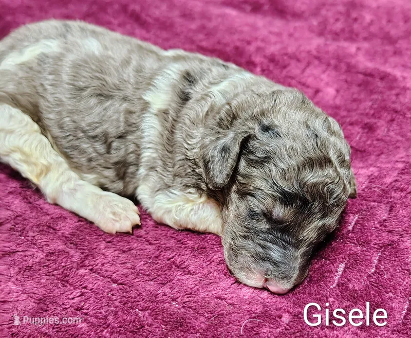 Gisele – Poodle - Multi-Colored Standard puppy for sale in Dover, OH