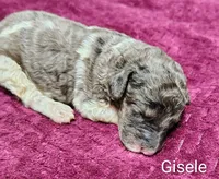 Gisele, a female Poodle - Multi-Colored Standard for sale in Dover, OH – 1 of 4