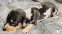 Diamond, a female Miniature Dachshund for sale in Dover, OH – 2 of 8
