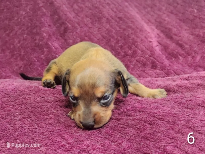 Brittany – Miniature Dachshund puppy for sale in Dover, OH