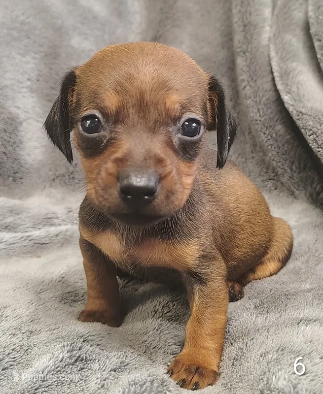 Brittany – Miniature Dachshund puppy for sale in Dover, OH