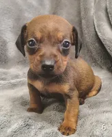 Brittany, a female Miniature Dachshund for sale in Dover, OH – 1 of 5