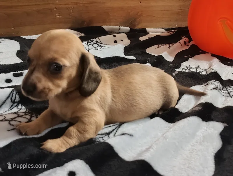 Mcbee – Miniature Dachshund puppy for sale in Dover, OH