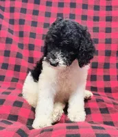 Dewey, a male Poodle - Multi-Colored Standard for sale in Dover, OH – 4 of 5