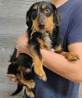 Wilbur, a male Miniature Dachshund for sale in Dover, OH – 2 of 2