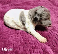 Oliver, a male Poodle - Multi-Colored Standard for sale in Dover, OH – 2 of 5
