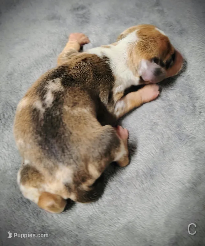Chip – Miniature Dachshund puppy for sale in Dover, OH