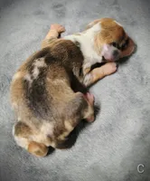 Chip, a male Miniature Dachshund for sale in Dover, OH – 1 of 6