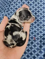 Belvedere , a male Miniature Dachshund for sale in Dover, OH – 3 of 6
