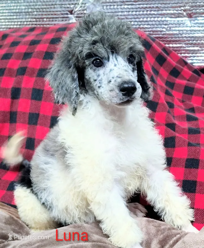 Luna – Poodle - Multi-Colored Standard puppy for sale in Dover, OH
