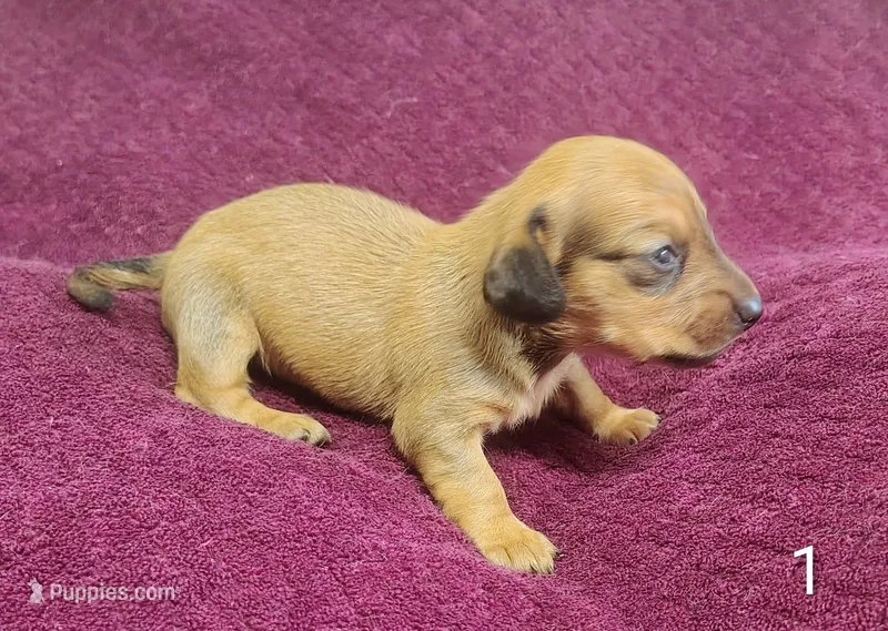 Tiny – Miniature Dachshund puppy for sale in Dover, OH