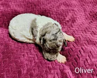 Oliver, a male Poodle - Multi-Colored Standard for sale in Dover, OH – 4 of 5