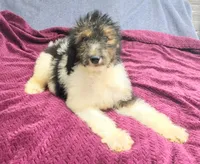Kesha, a female Poodle - Standard  for sale in Dover, OH – 4 of 5