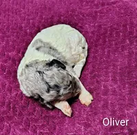 Oliver, a male Poodle - Multi-Colored Standard for sale in Dover, OH – 3 of 5