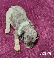 Azura, a female Poodle - Multi-Colored Standard for sale in Dover, OH – 4 of 4