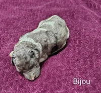 Bijou, a female Poodle - Multi-Colored Standard for sale in Dover, OH – 2 of 4