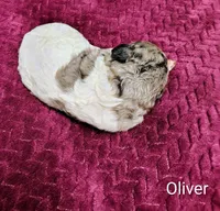 Oliver, a male Poodle - Multi-Colored Standard for sale in Dover, OH – 5 of 5