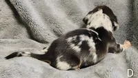 Diamond, a female Miniature Dachshund for sale in Dover, OH – 7 of 8