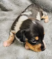 Diamond, a female Miniature Dachshund for sale in Dover, OH – 5 of 8