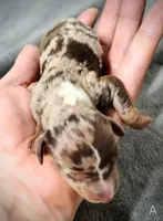 Alvin, a male Miniature Dachshund for sale in Dover, OH – 2 of 5