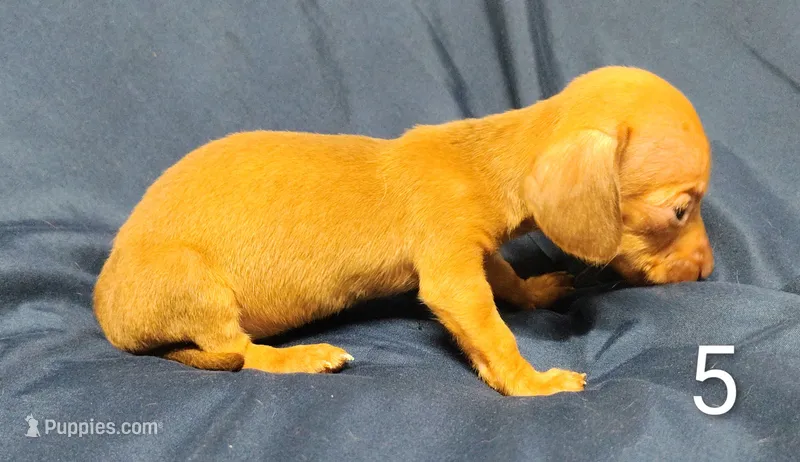 Eliza – Miniature Dachshund puppy for sale in Dover, OH