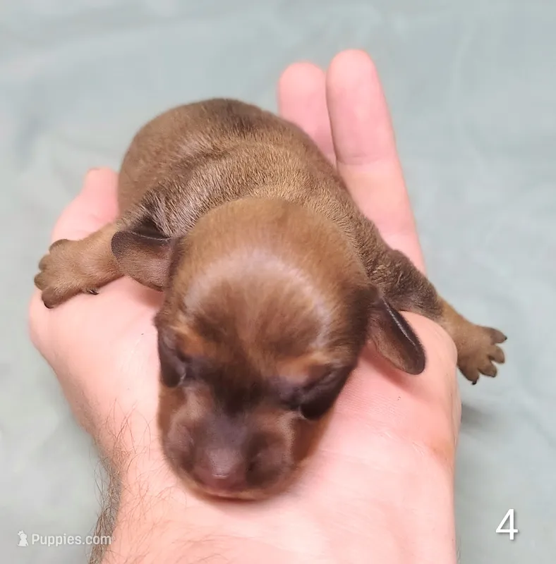 Boscoe – Miniature Dachshund puppy for sale in Dover, OH