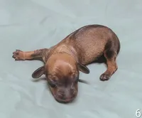 Brittany, a female Miniature Dachshund for sale in Dover, OH – 2 of 3