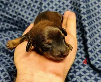 Hershey, a male Miniature Dachshund for sale in Dover, OH – 4 of 5
