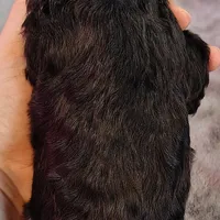 Emmit, a male Poodle - Standard  for sale in Dover, OH – Photo 3 of 4