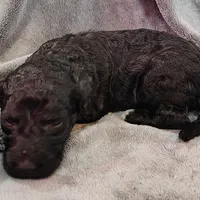 Emmit, a male Poodle - Standard  for sale in Dover, OH – Photo 4 of 4