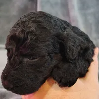 Emmit, a male Poodle - Standard  for sale in Dover, OH – Photo 2 of 4