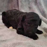 Emmit, a male Poodle - Standard  for sale in Dover, OH – Photo 1 of 4