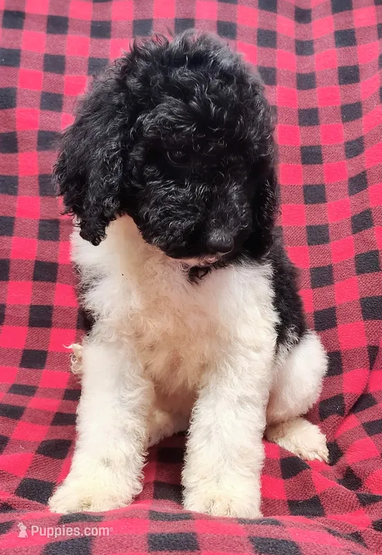 Marley – Poodle - Multi-Colored Standard puppy for sale in Dover, OH