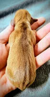 Eliza, a female Miniature Dachshund for sale in Dover, OH – 3 of 4