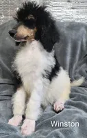 Winston , a male Poodle - Standard  for sale in Dover, OH – 3 of 5