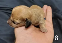 Mcbee, a male Miniature Dachshund for sale in Dover, OH – 4 of 4