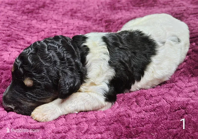 Winston  – Poodle - Multi-Colored Standard puppy for sale in Dover, OH